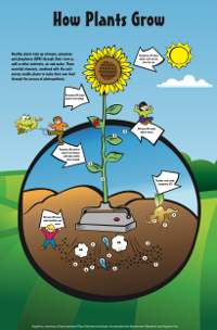 Sunflower Poster Sunflower Poster