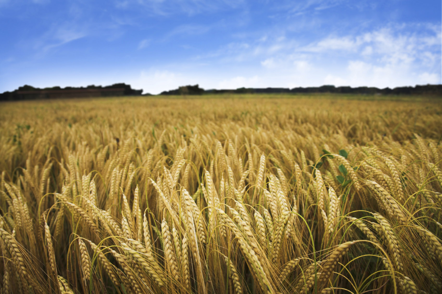 farmer holding wheat farmer holding wheat