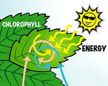 photosynthesis animation