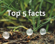 Top 5 Facts