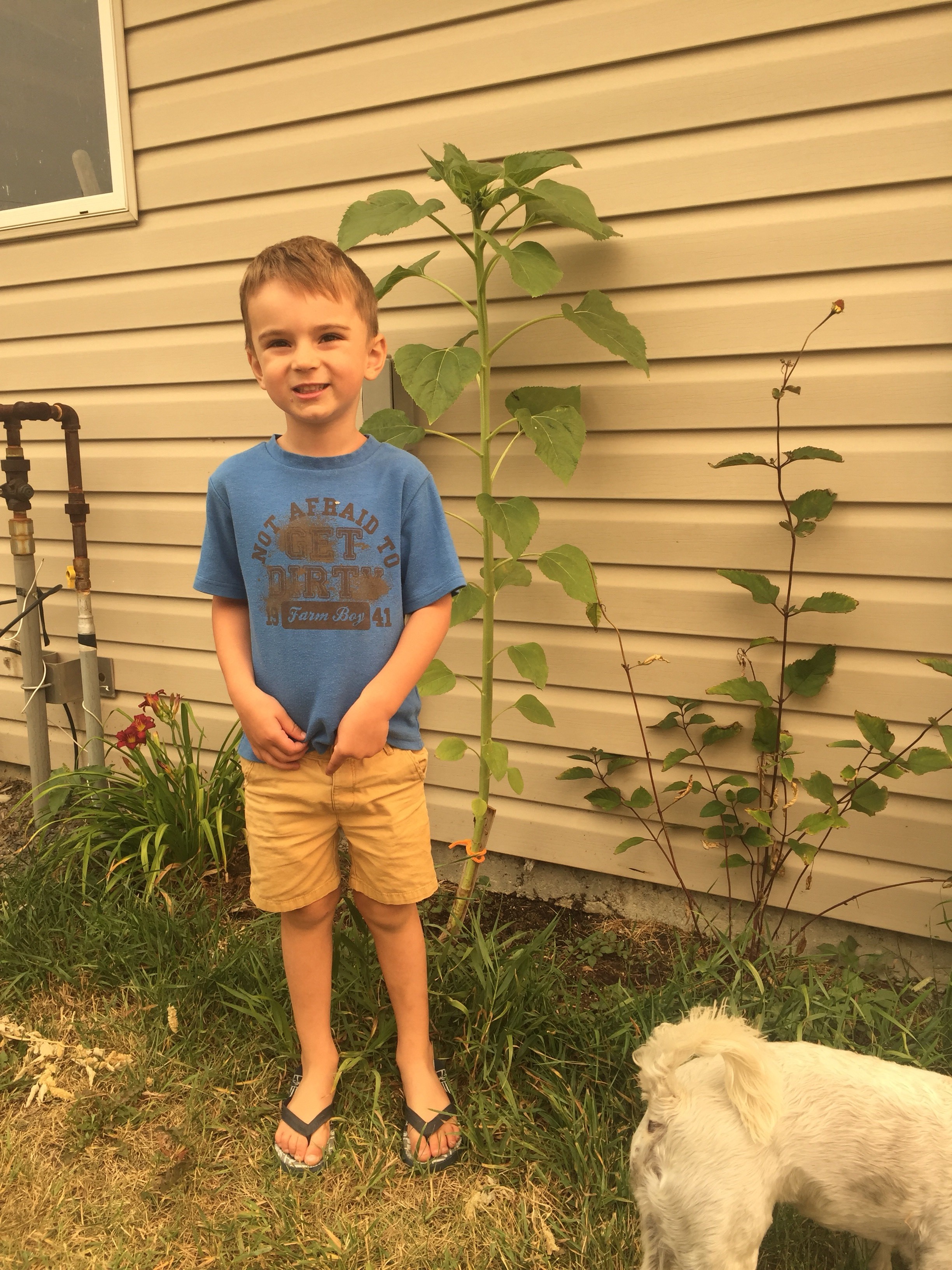 Holden and sunflower