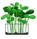 microgreens graphic