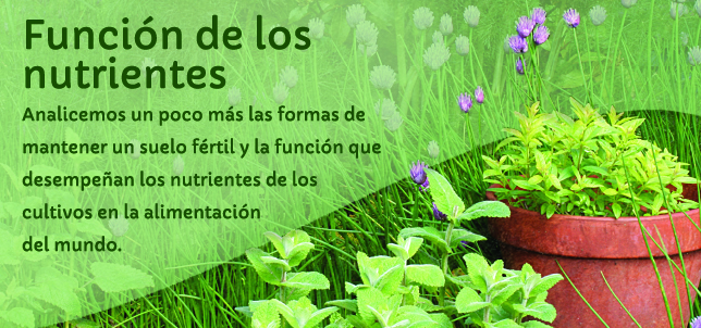 Función de los nutrientes